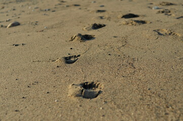 Footprints in the sand