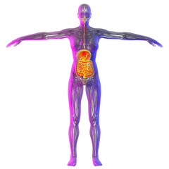 Obraz premium 3d rendering illustration of digestive system