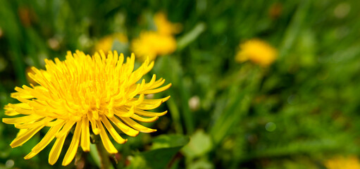 Yellow dandelion flowers (Taraxacum officinale). Dandelions field background on spring sunny day. Blooming dandelion.