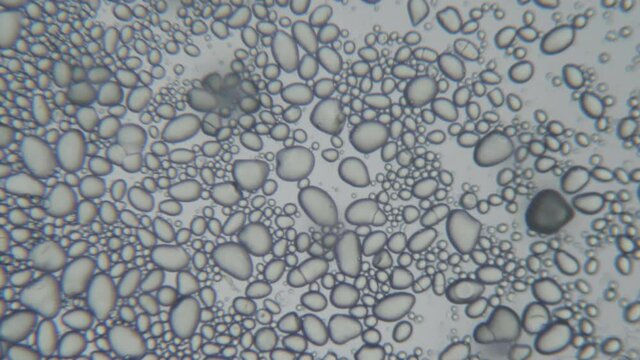 Highly magnified starch granules from a potato. Close up. Potato  starch from Microscope. Macro. Closeup. Tapioca starch. Fat, carbohydrates, calories.
