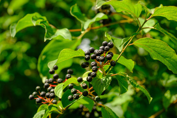 Reife giftige Beeren des Hartriegel (lat.: Cornus) zwischen grünen Blättern