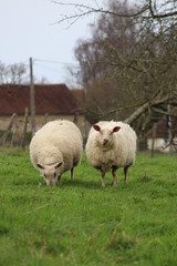 Mouton en campagne