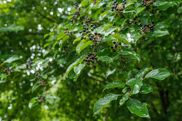 Reife Beeren der giftigen Pflanze Hartriegel (lat.: Cornus) nass im Regen
