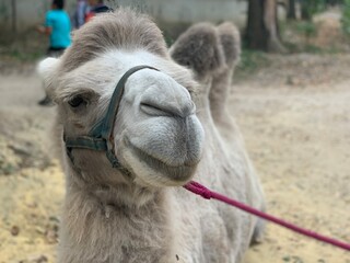 portrait of a camel