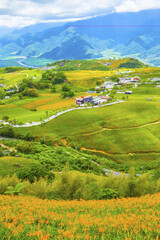 Naklejka premium Hualien Lily flower sea