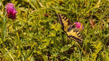 Macro of a beautiful swallowtail butterfly in the grass at the famous Wallberg, Rottach-Egern, Tegernsee, Bavaria, Germany