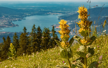 Beautiful yellow gentian flowers at the Wallberg near the famous Tegernsee, Bavaria, Germany