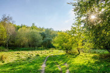Fototapeta premium Landscape with autumn forest in the sunny day. Yellow and green forest in the fall season.
