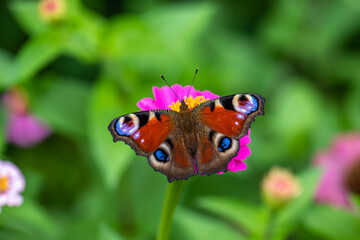 Schmetterling