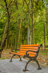 Landscape with autumn forest in the sunny day. Yellow and green forest in the fall season.