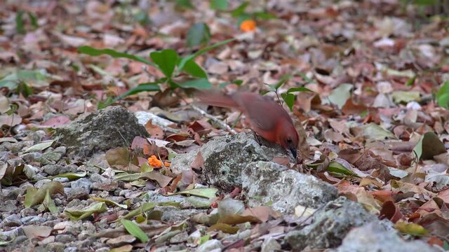 Red-throated ant tanager (Habia fuscicauda) male bird feeding on insects. Yucatan, Mexico