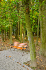 Landscape with autumn forest in the sunny day. Yellow and green forest in the fall season.
