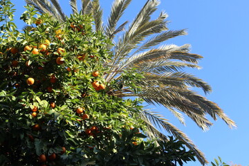 Palmiers de Marrakech