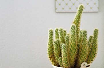 Cactus on white background with empty space for writing