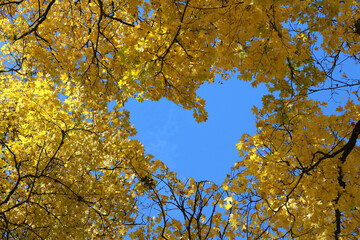 yellow leaves against sky in the shape of heart