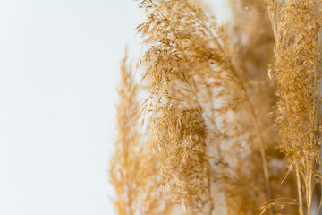 Close-up of tall autumn grass against a gray sky.