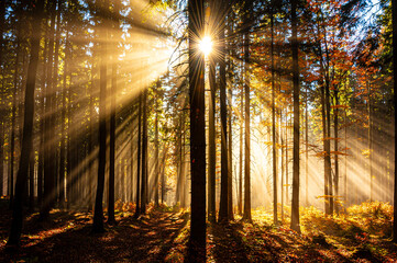 sun beams in an autumn morning forest