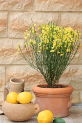 Ginster mit gelben Blüten im Topf und Zitronen mit Deko