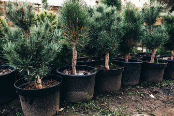 small evergreen trees in pots in tree nursery