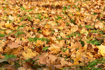 Autumn. Close-up of yellow leaves on the ground in the Park.