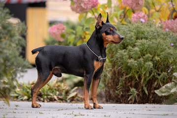 portrait of an adorable little dog, pinscher breed