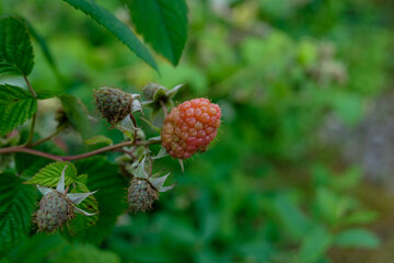Makro / Detail: Brombeere, Himbeere