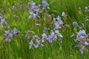 Obraz na płótnie Canvas Lichtblaue Zwerg-Schwertlilie (Iris histrio) Pflanze mit hellblauen Blüten