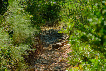 Path into the forest in the summer, Provence