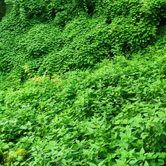 Lush green deciduous slope. High quality photo