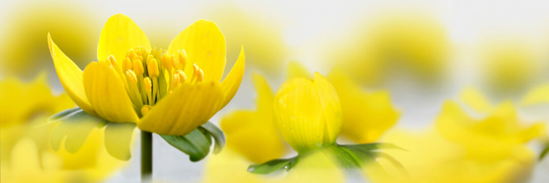  Winterling (Eranthis hyemalis) Pflanze mit gelben Bl&uuml;ten und Schnee, Panorama