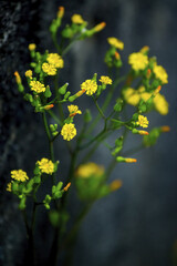Little yellow flowers by the roadside
