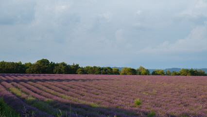 Fototapeta na wymiar Field of lavender in south of France