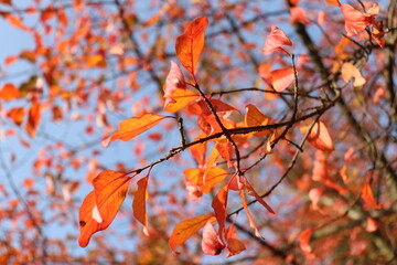 autumn leaves in the wind