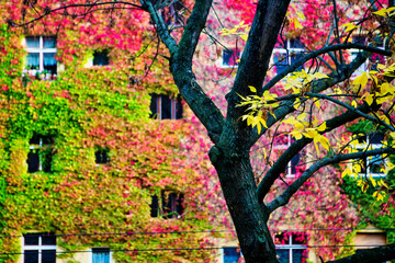 Naklejka premium apartment building with colorful overgrown leaves in autumn