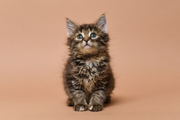 Sitting cute fluffy tabby kitten looking up on beige background. Isolated