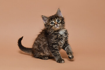 Sitting cute fluffy tabby kitten with paw up on beige background. Isolated