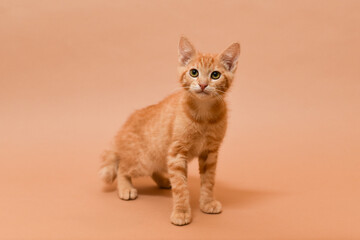Standing orange kitten on beige background. Isolated