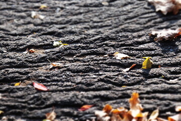 a lot of leaves on the ground