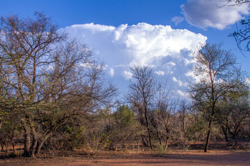 Fototapeta na wymiar Landscape of African wilderness with dense bush, blue sky and white clouds