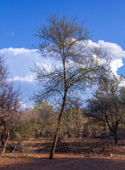 Fototapeta premium Landscape of African wilderness with dense bush, blue sky and white clouds