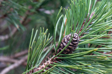 pine cones on a branch