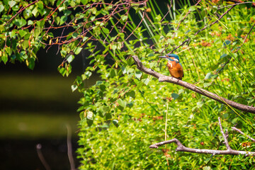Common kingfisher (Alcedo atthis), also known as the Eurasian kingfisher and river kingfisher.