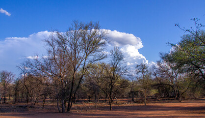Landscape of African wilderness with dense bush, blue sky and white clouds