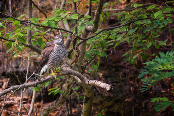 Brown, white and yellow bird, Eurasian sparrowhawk (Accipiter nisus)