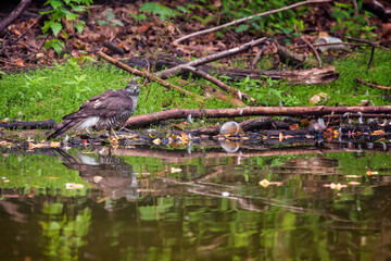 Brown, white and yellow bird, Eurasian sparrowhawk (Accipiter nisus)