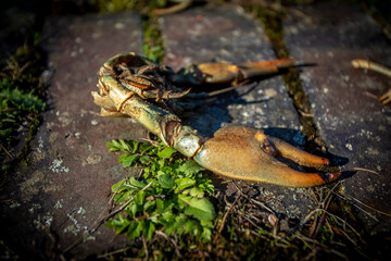 Crayfish