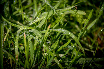 Dew on grass closs up