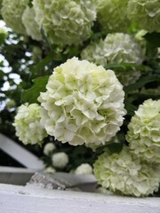 white hydrangea flowers