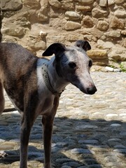 portrait of a dog