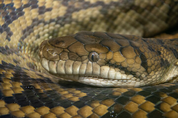 Australian amethystine python (Simalia amethistina), also known as the scrub python or 'sanca...